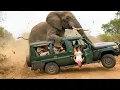 Lagu Incredible Safari Moments Caught on Camera