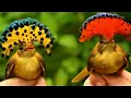 Download Lagu Royal Flycatcher, Burung Paling Eksotis di Planet Bumi