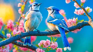 Ніжна музика заспокоює нервову систему і радує душу терапевтичну музику для серця та кровоносних 