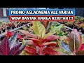 Download Lagu Promo aglaonema all varian, banyak harga kejutan !!!