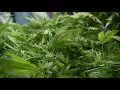 RISE Dispensary in Branford kicks off selling recreational marijuana