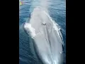 Download Lagu BEGINILAH KETIKA IKAN PAUS BERNAFAS #shortvideo #videoshorts #layar13