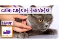 Download Lagu Calming Cat Music if Your Cat is Scared of the Vets - Play this Music Before and After the Vets 🐱