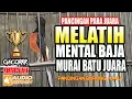 GARA-GARA MENDENGAR SUARA INI..MURAI BATU BERMENTAL BAJA