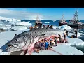 Facing - 50 C to Harvest 80 Tons of Giant Patagonian Toothfish Deep-Sea Longline Documentary