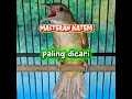 Download Lagu SUARA MASTERAN KATEM UNTUK SEMUA JENIS BURUNG