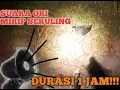 Suara Pikat Ruak Ruak || Mp3 Burung Ruak Ruak Ori Mirip Suling