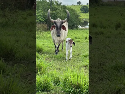 VACA GUZERÁ E BEZERRO NASCIDO LINDO #shorts