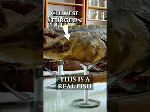 An incredible fish that not enough people know about! 🤩