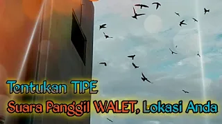 gedung gagal bagaimana respon burung walet ketika suara panggil lmb di ganti
