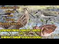 Download Lagu suara pikat burung kedidi ( terinil sawah ) \u0026 burung berkik sawah ( Tiruk )|| MP3 bersih dan jernih