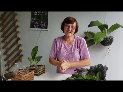 COMO PLANTAR ORQUÍDEA STANHOPEA OU ORQUÍDEA PASSARINHO