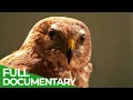 Download Lagu Wild France - A Spectacular Journey | Part 1 | Free Documentary Nature