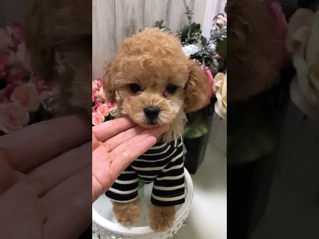 動画