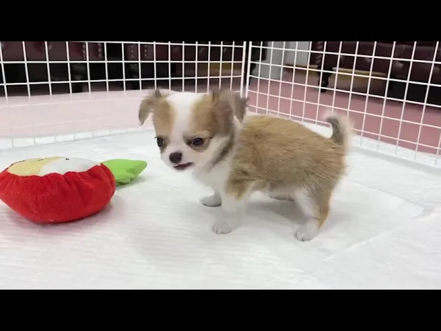 動画