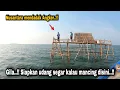 Download Lagu Asli Bersertifikat ..!! Padahal Saung baru kemarin penghununya gak main main || tanjung kait