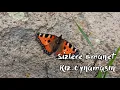 Bora KARASU - Güzeller Bezenmiş Toya Giderler feat. Taner KARASU (Lyrics Video)