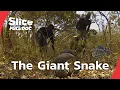 Cameroon s Python Hunt A Father s Risk for His Son s Future FULL DOCUMENTARY