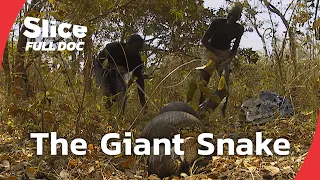Cameroon s Python Hunt A Father s Risk for His Son s Future FULL DOCUMENTARY