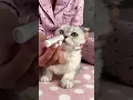 Нow to clean the ears and eyes of a cat