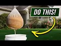 The FASTEST way to Grow Grass Seed