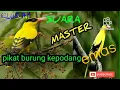 Download Lagu SUARA MASTER KEPODANG/PIKAT KEPODANG EMAS
