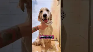 تعرف على نمط عيش الكلب المنزلي دندنها