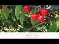 Cherry Cherry Picking California