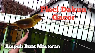 masteran pleci dakbal malam hari dan terapi pleci