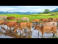 Download Lagu video sapi Lembu Jinak berkeliaran di lumpur berlari melewati air di sawah - Suara Sapi Lembu