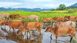 Download video sapi Lembu Jinak berkeliaran di lumpur berlari melewati air di sawah - Suara Sapi Lembu MP3