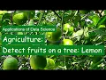 Application of Data Science in Agriulture - Detect fruits on a tree such as a lemon