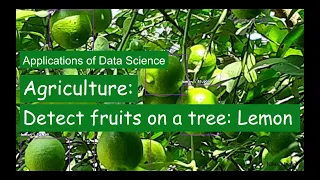 Application of Data Science in Agriulture - Detect fruits on a tree such as a lemon