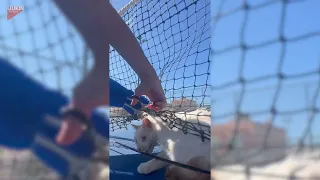 Woman Frees Cat Trapped In Net - 1849249