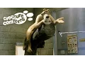Lip Sync Creature Comforts Original Short