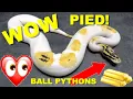 Freeway Pied Ball Python And Many More Pied Featured Morph