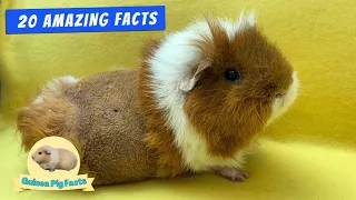 Download 20 Amazing Facts about Guinea Pigs that NO one talk About! MP3