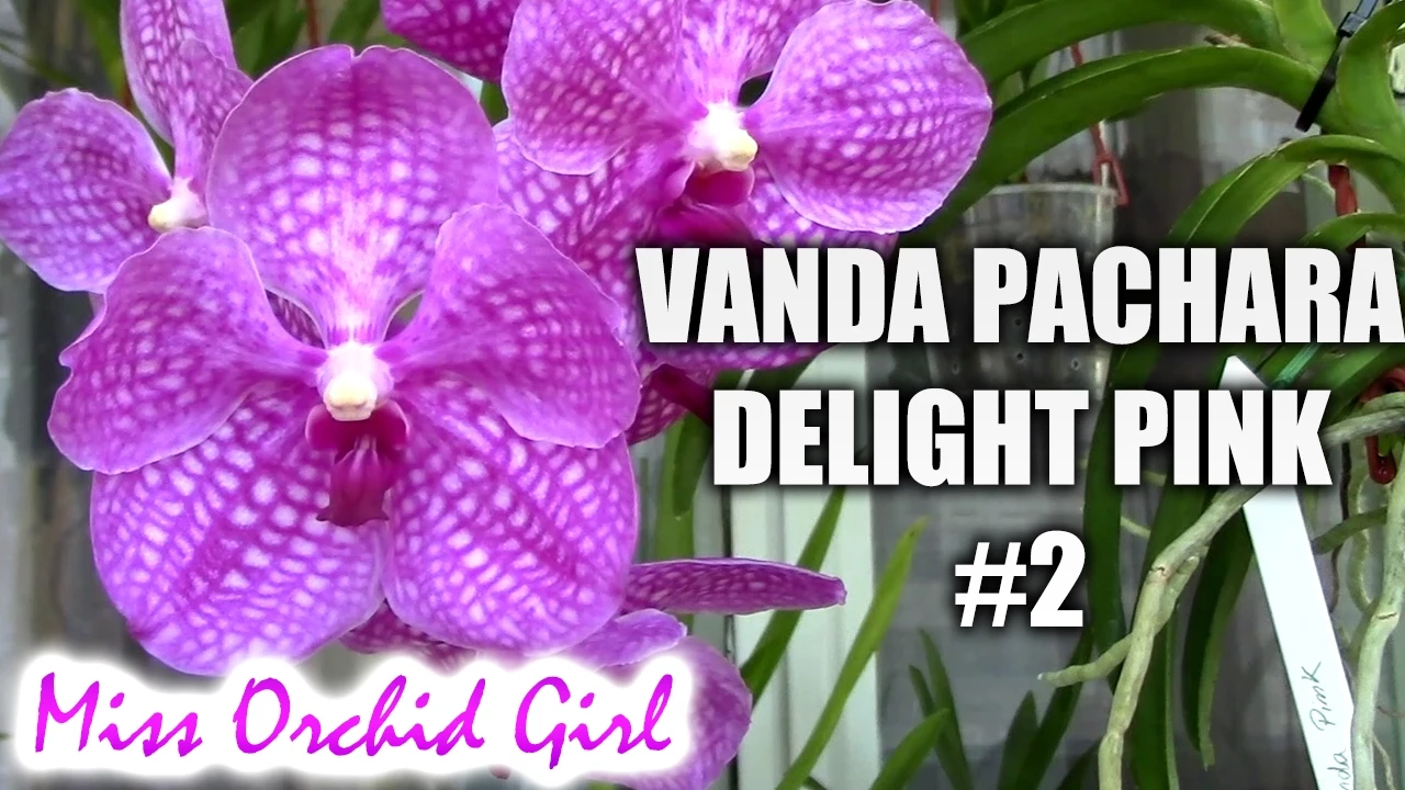VANDA PACHARA DELIGHT #2 MOST BEAUTIFUL PINK VANDA ORCHID!
