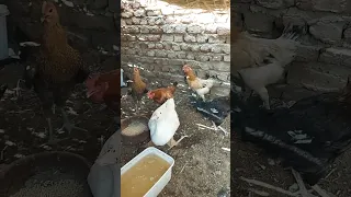 اي السر اللي يخلي الفراخ كل يوم تبيض 