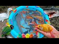 Mancing ikan hias dikolam, ikan lele besar, ikan koi, ikan cupang, ikan mas, glofish, bebek.part864