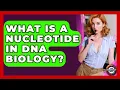 What Is A Nucleotide In DNA Biology - The Everyday Why