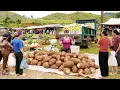 Download Lagu Harvesting 1000+ Taro, Use Truck Transport Many Taro Go To Market Sell - Farm Life