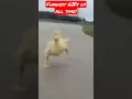 Funniest GIFs of all time
