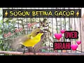 Download Lagu SOGON BETINA BIRAHI MEMANGGIL JANTAN || PANCINGAN SOGON AGAR EMOSI #sogonbetina