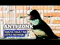 Download Lagu ANTI MACET‼️PANCINGAN SIKATAN KIPAS GACOR Ngamuk || SIKATAN KIPAS GACOR