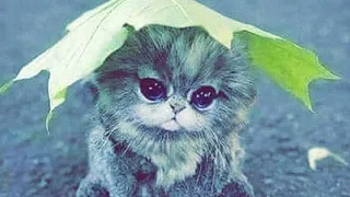 حالات واتس اب مساء الخير 