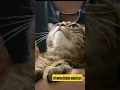 Download Lagu I meed more Kisses 🥰 #AdorableCats #Cats #Furbabies #KissCat #ShortsCats #CuteCats #FurParents
