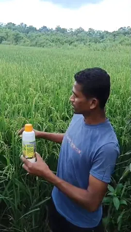 गरियाबंद के तिलकराम ने बताया कैसे लहलहाई धान की फसल | वनइंडिया हिंदी