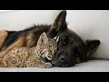 Lagu Rescued Bobcat Kitten Won’t Sleep Alone — Only Next to His German Shepherd