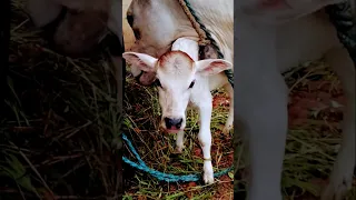 Heartwarming Bonds Between Cow And Calf That Melts Hearts Creative Nature Video Cow Nature 